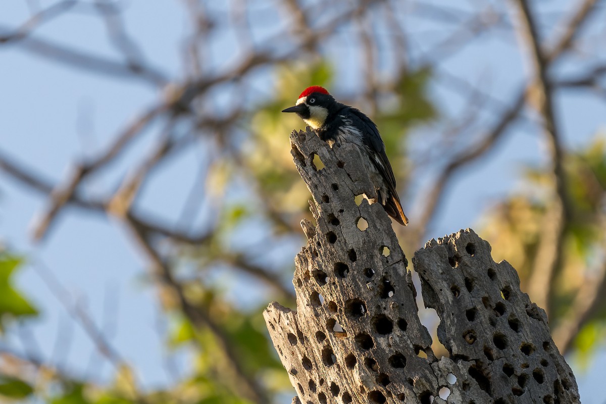 Acorn Woodpecker - ML620662227