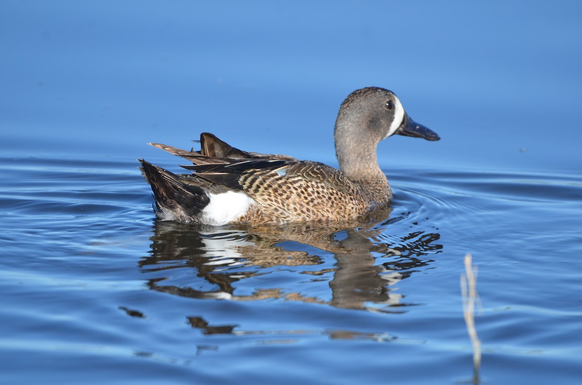 Blue-winged Teal - ML620662230