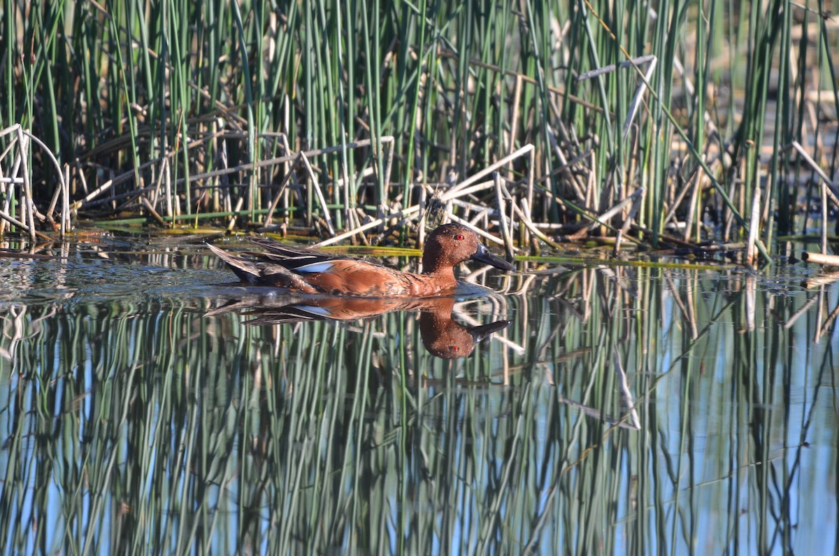 Cinnamon Teal - ML620662234