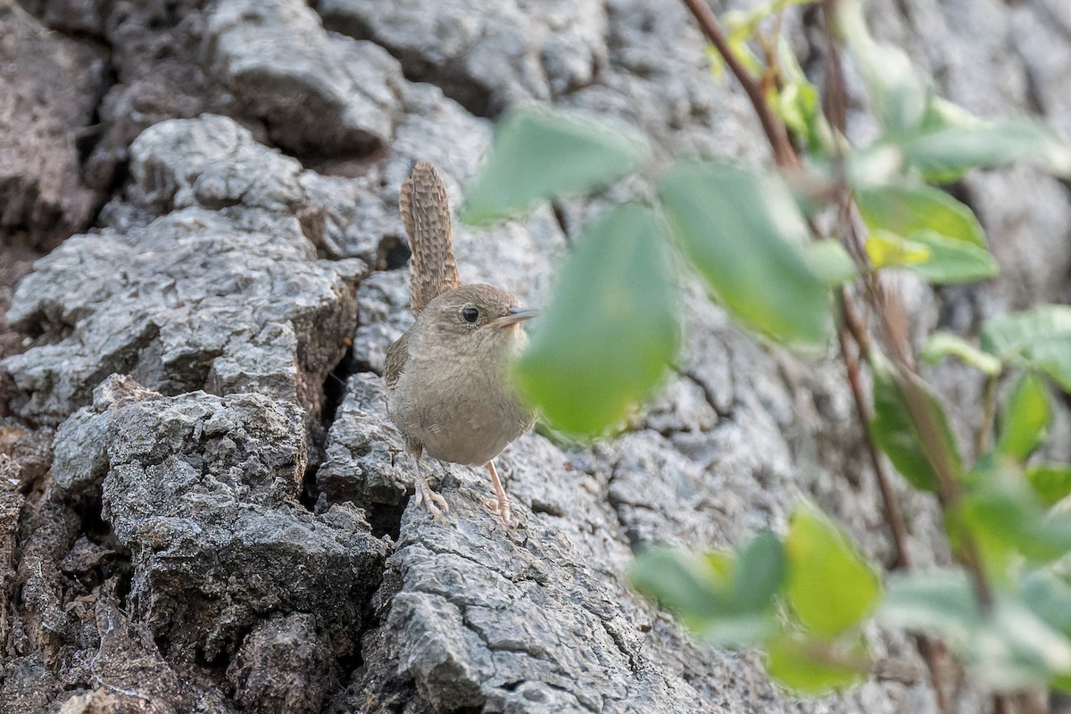 House Wren - ML620662240