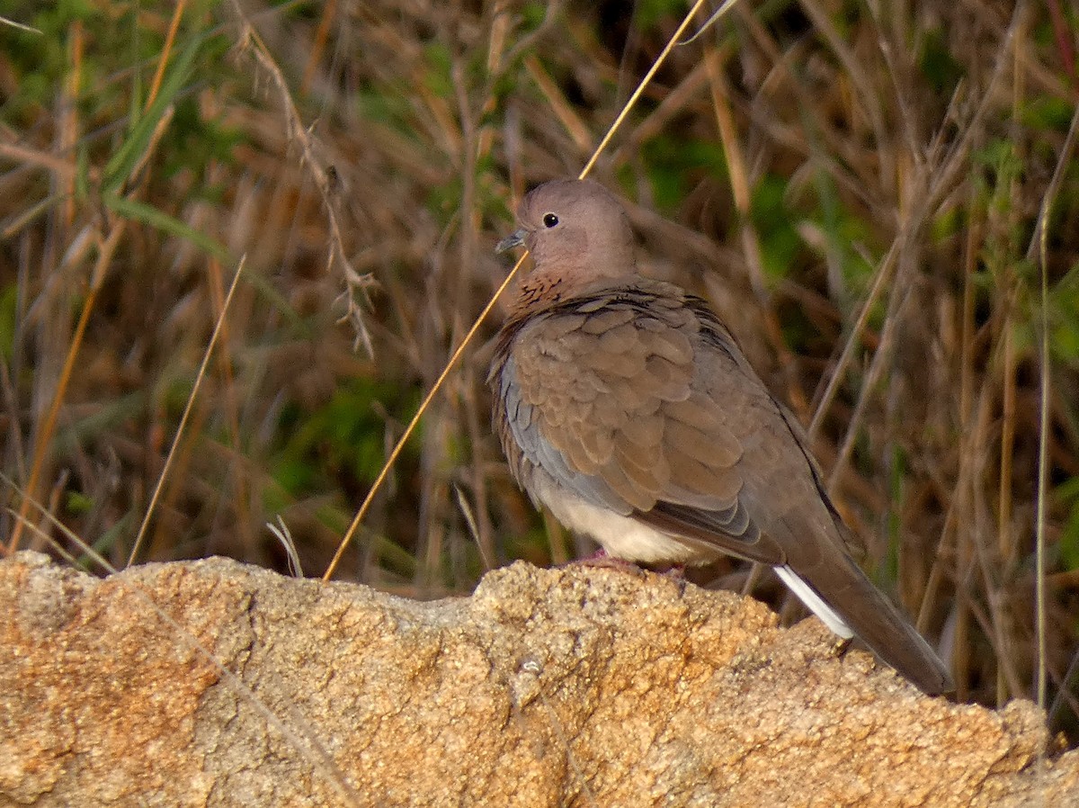 Laughing Dove - ML620662241