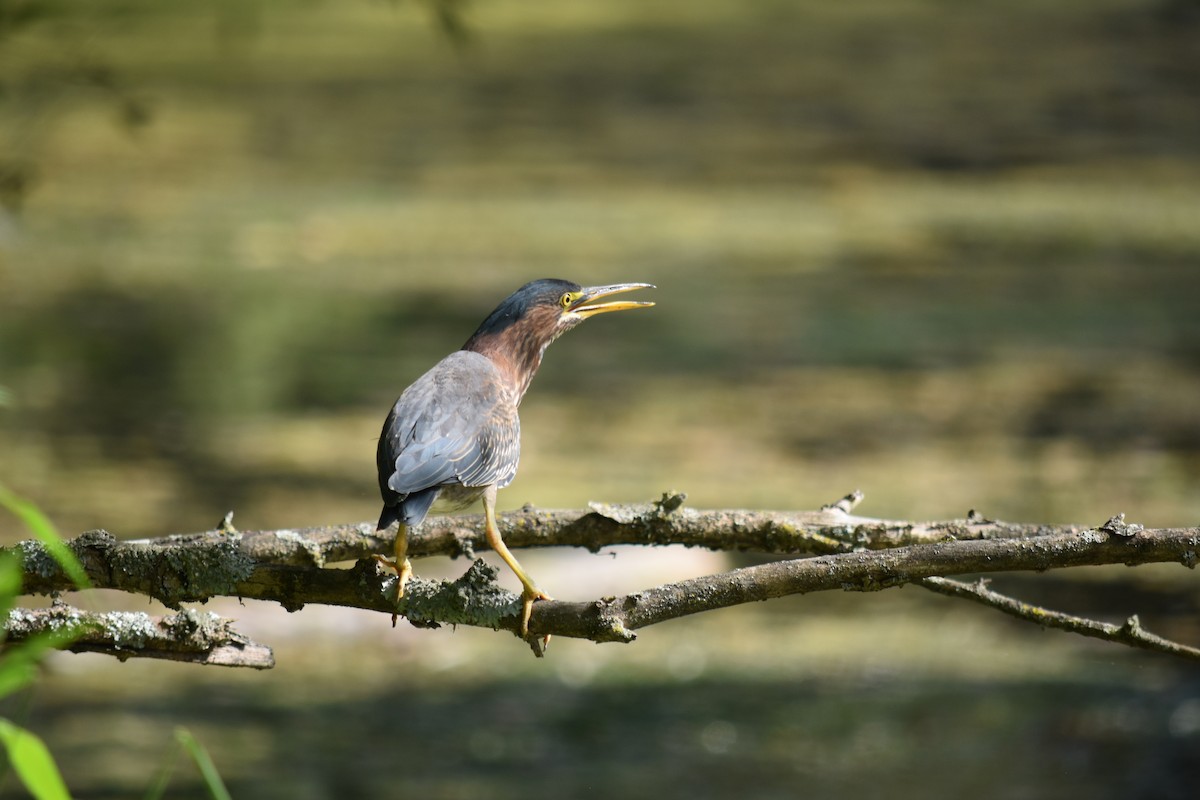 Green Heron - ML620662248