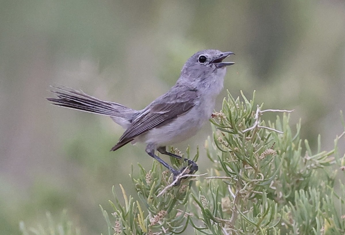 Gray Vireo - Summer Lee