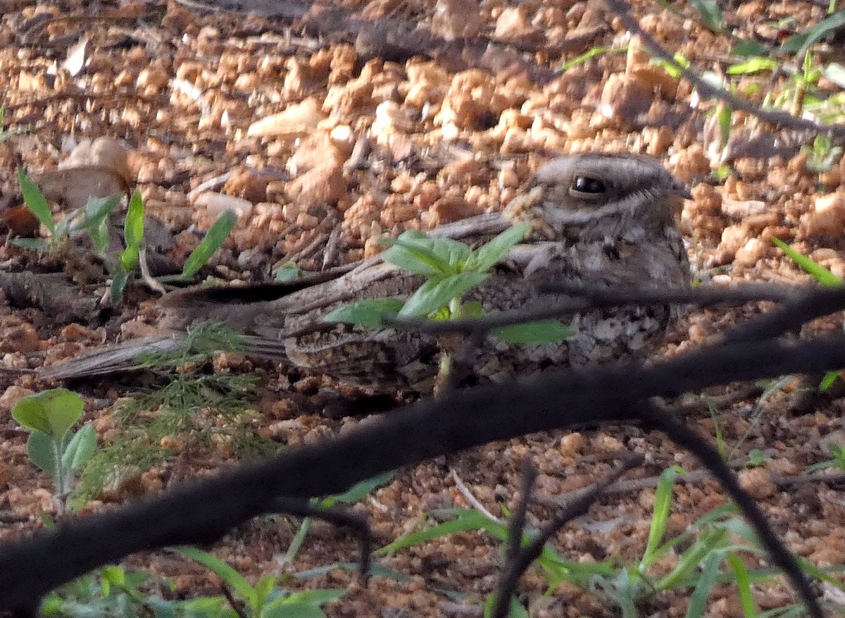 Indian Nightjar - ML620662255