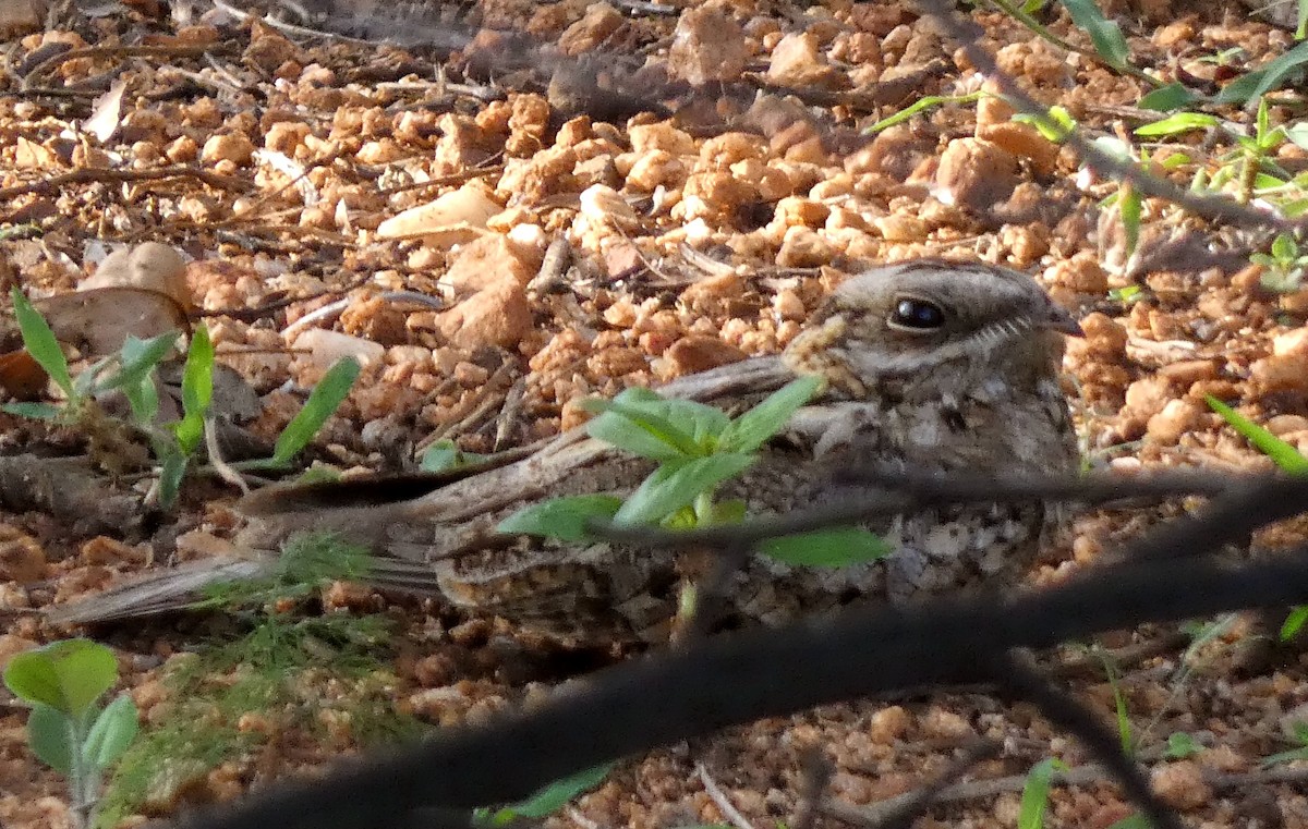 Indian Nightjar - ML620662256