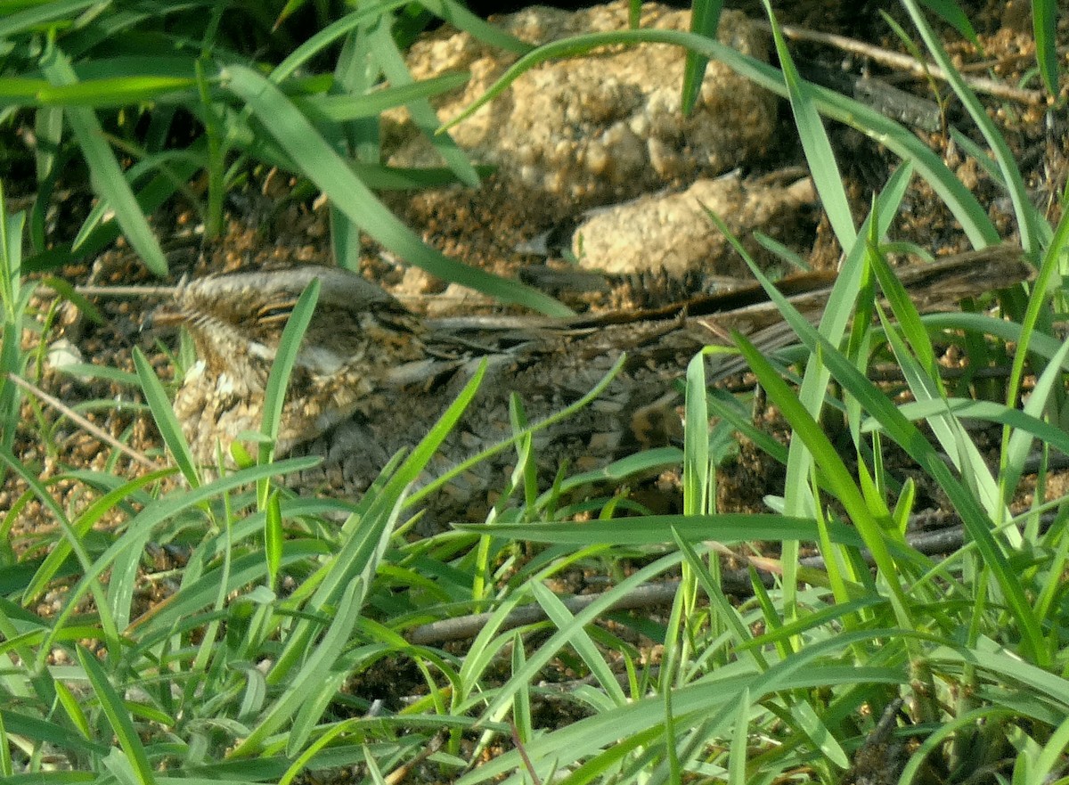 Indian Nightjar - ML620662257