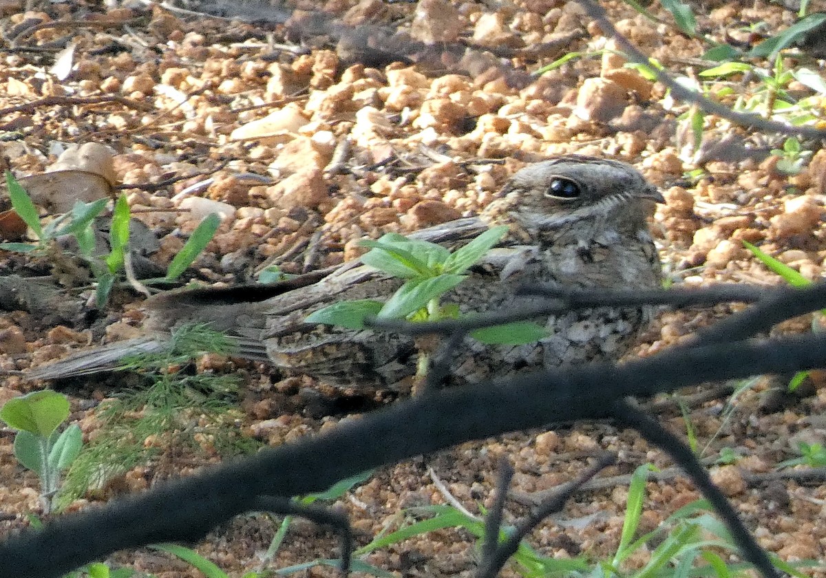 Indian Nightjar - ML620662258