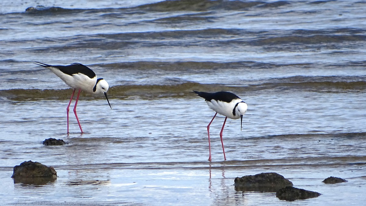 Pied Stilt - ML620662270