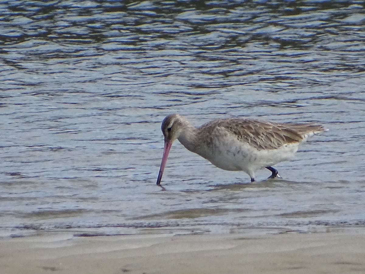 Bar-tailed Godwit - ML620662272