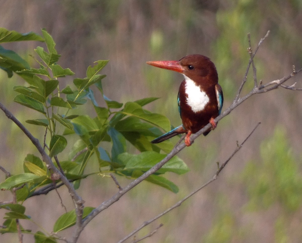 White-throated Kingfisher - ML620662273