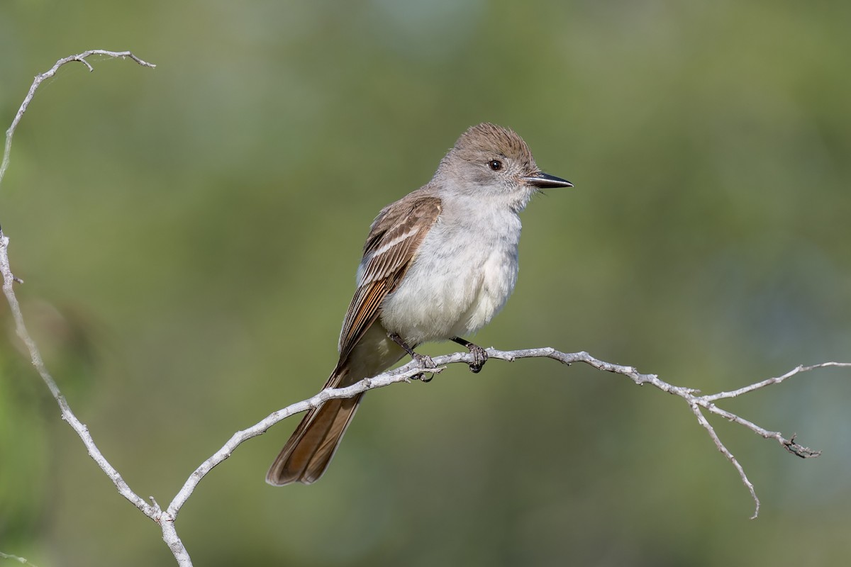 Ash-throated Flycatcher - ML620662276