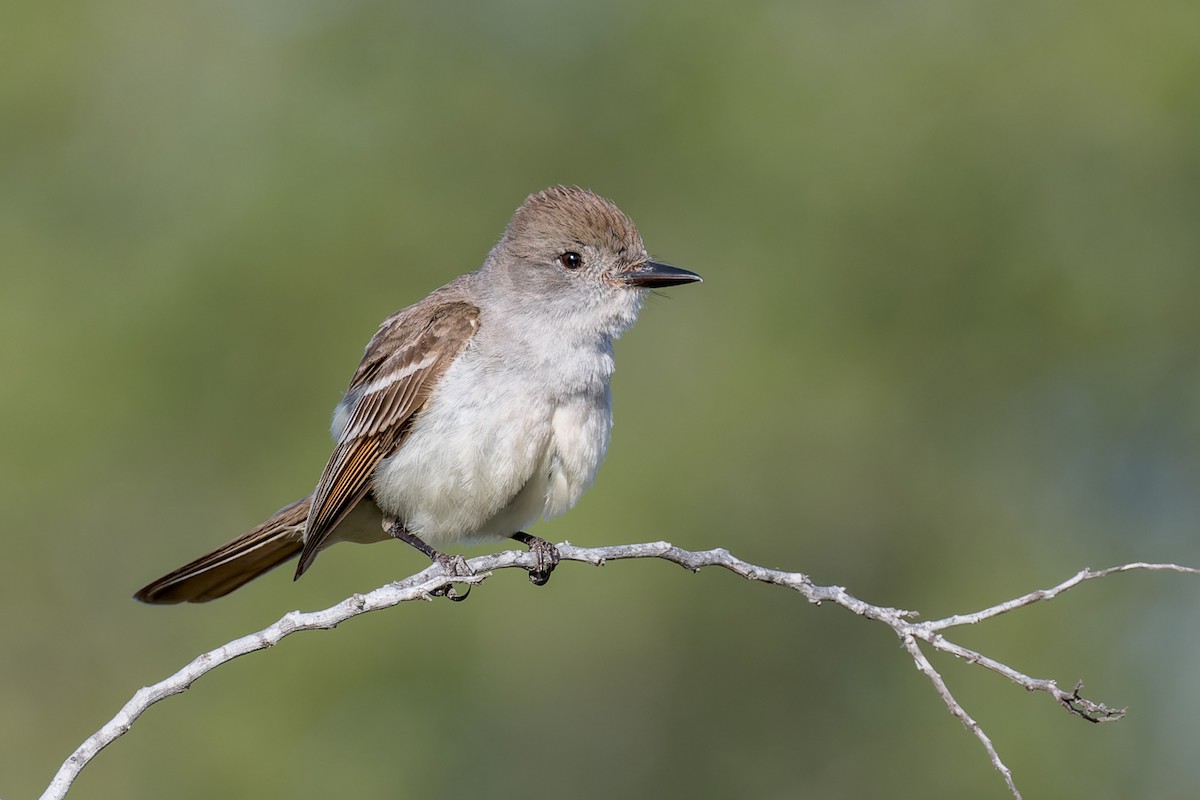 Ash-throated Flycatcher - ML620662277