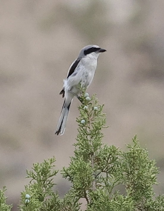 Loggerhead Shrike - ML620662288