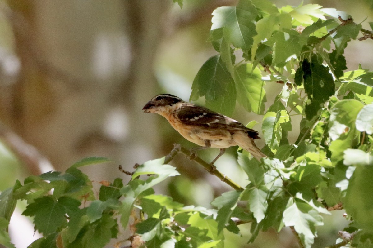 Cardinal à tête noire - ML620662289