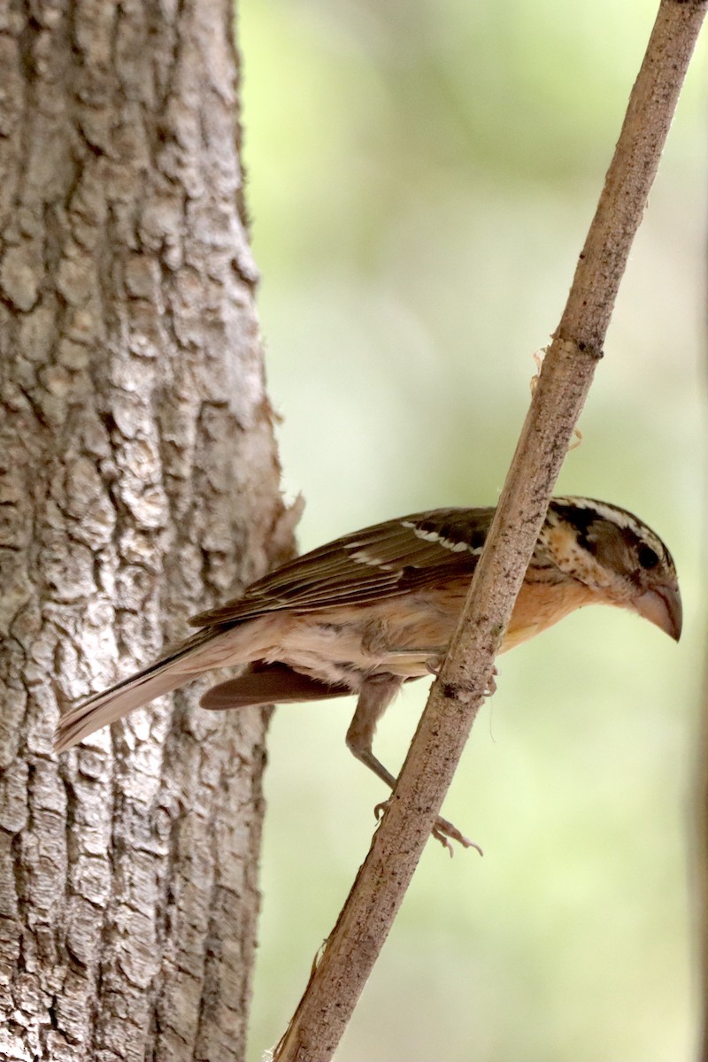 Cardinal à tête noire - ML620662291