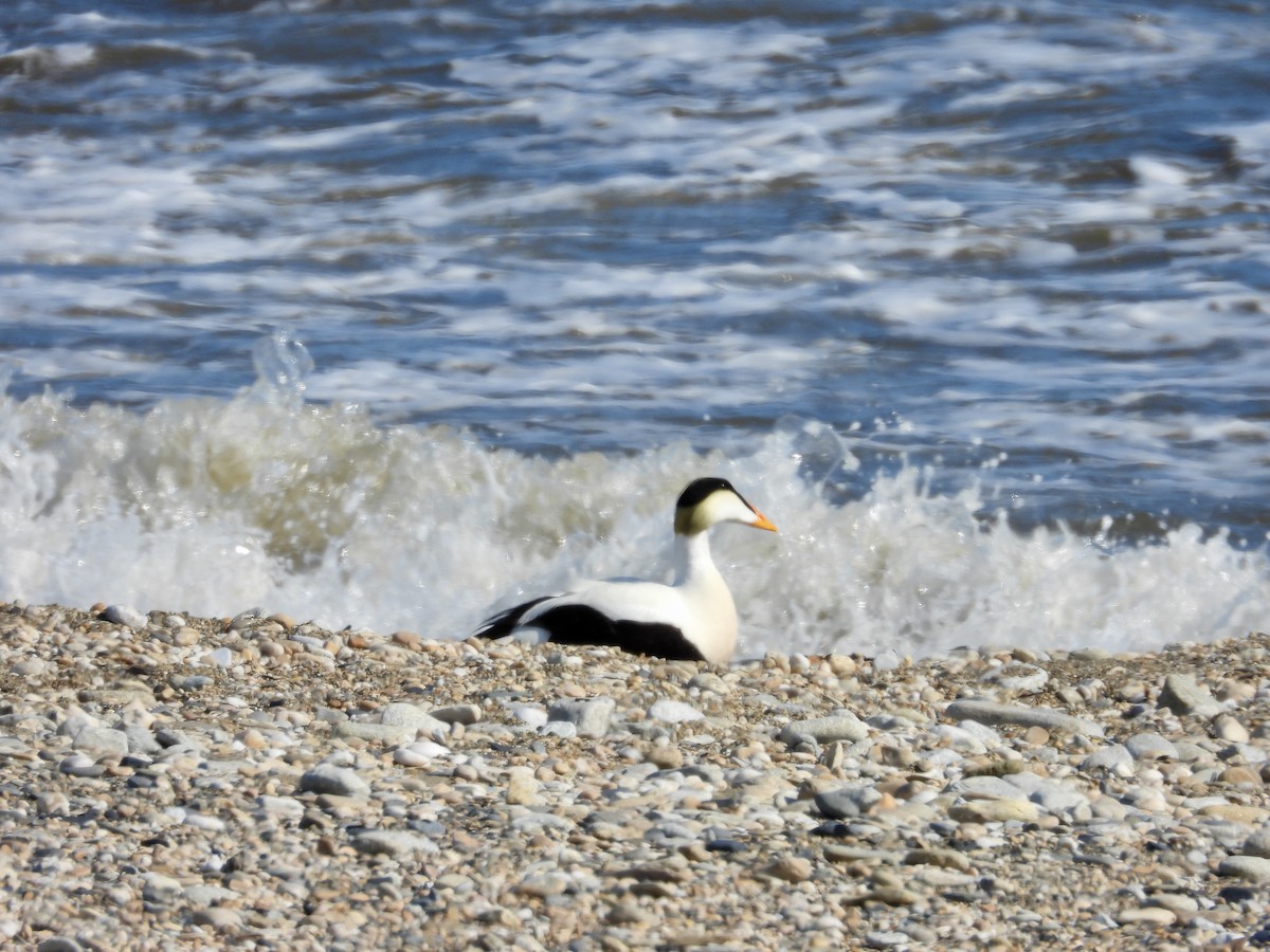 Common Eider (Pacific) - ML620662299