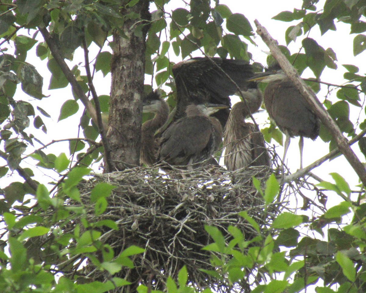 Great Blue Heron - ML620662306