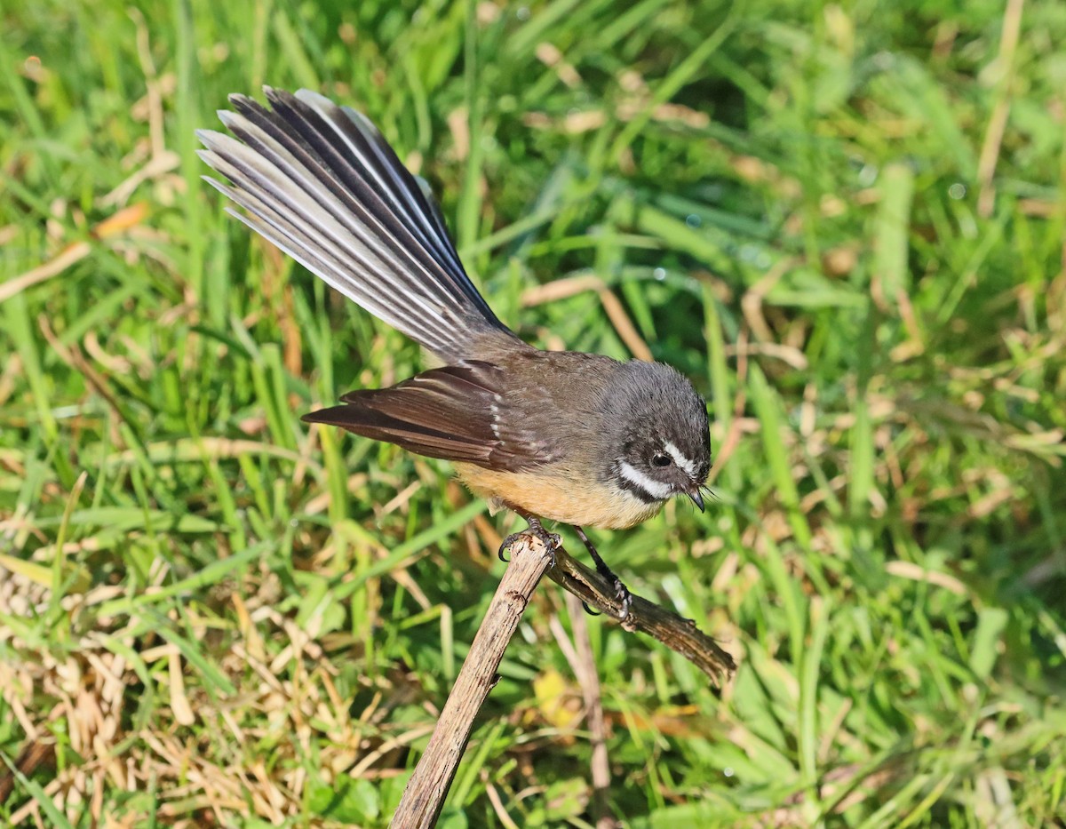 New Zealand Fantail - ML620662313