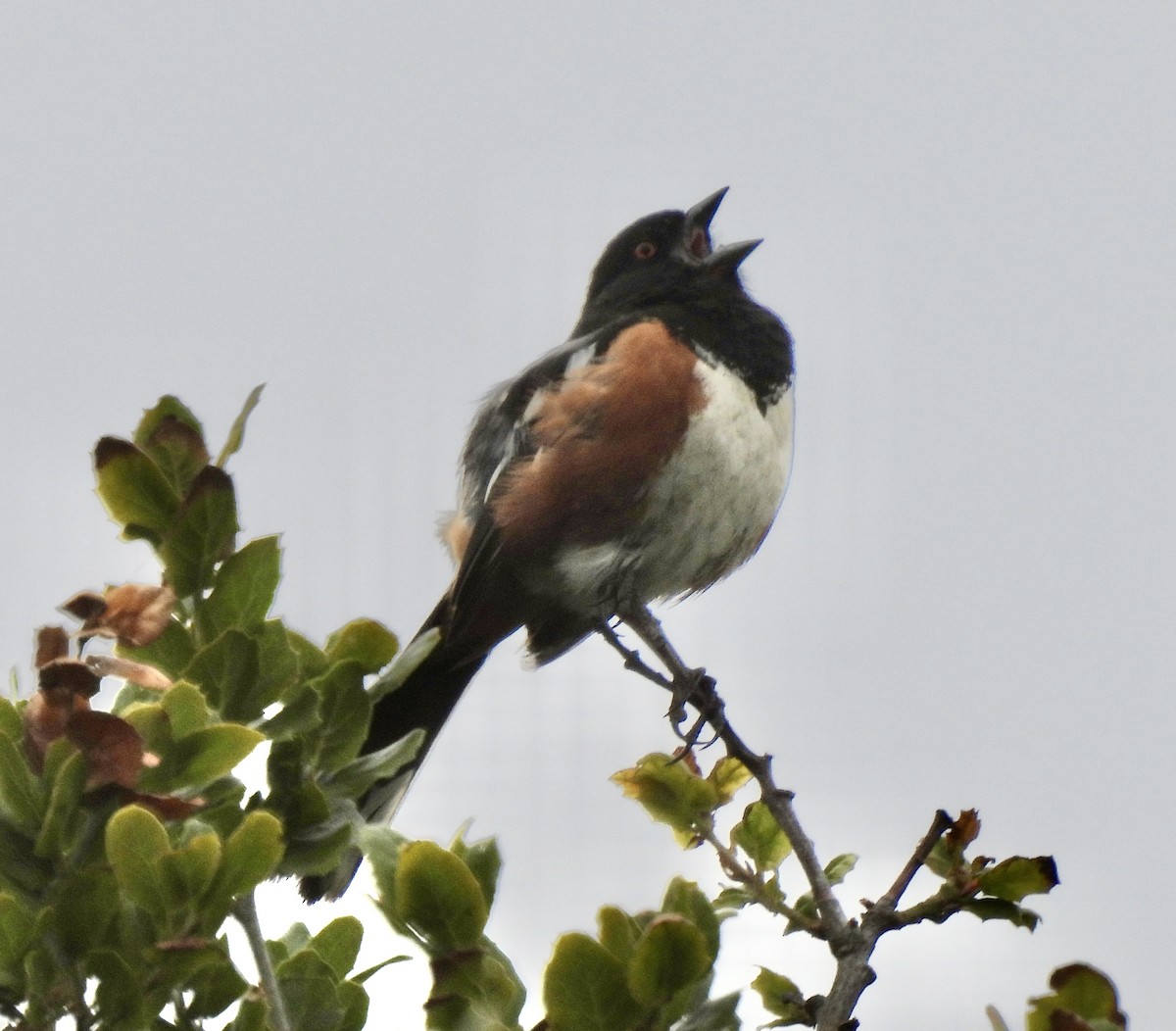 Spotted Towhee - ML620662314