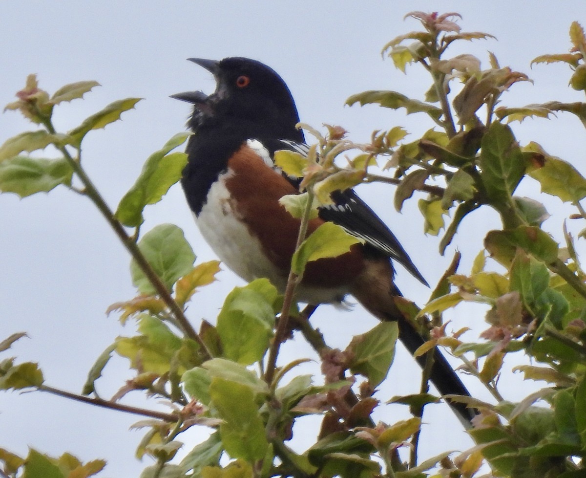 Spotted Towhee - ML620662315