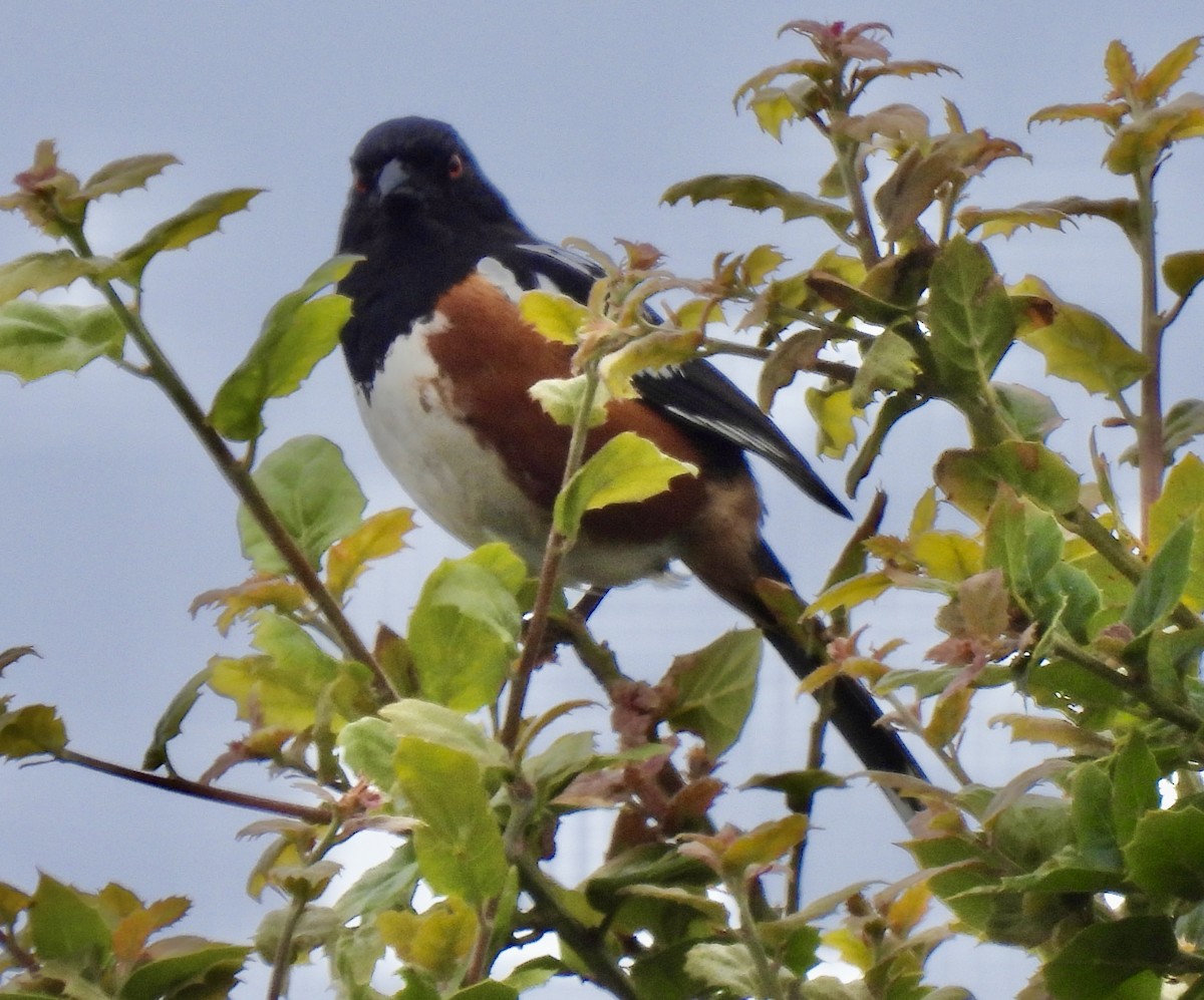 Spotted Towhee - ML620662316