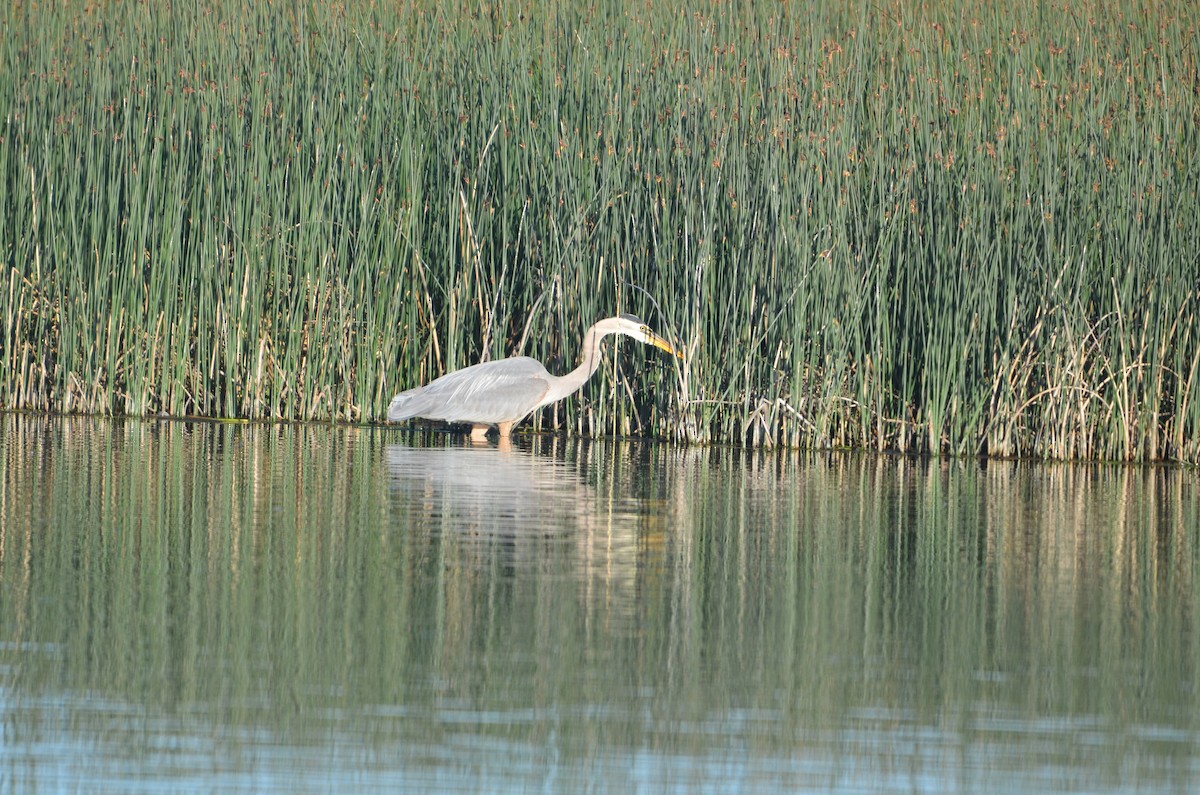 Great Blue Heron - ML620662318