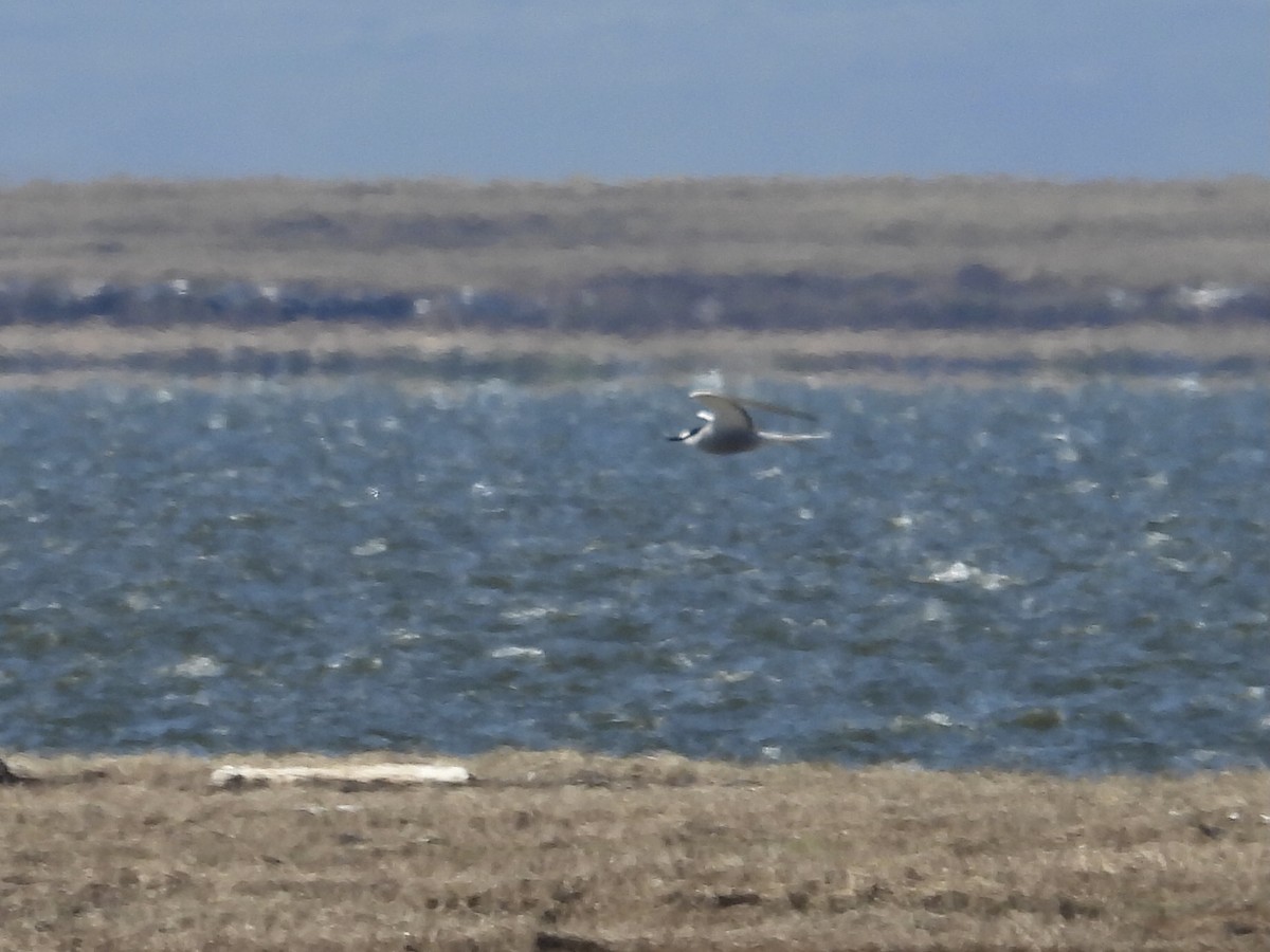 Aleutian Tern - ML620662319