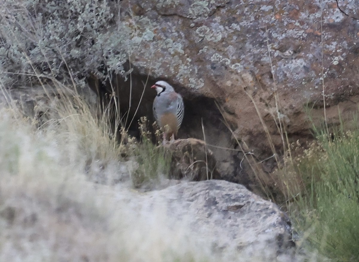 Chukar - ML620662321