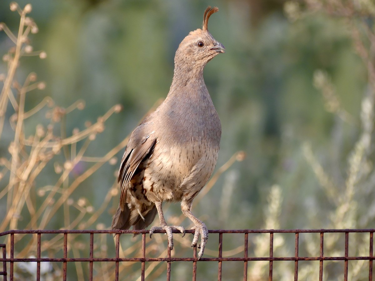 Gambel's Quail - ML620662325