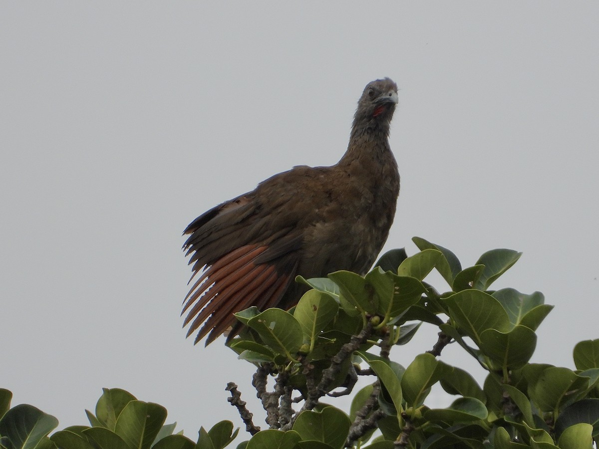 Chachalaca Cabecigrís - ML620662332