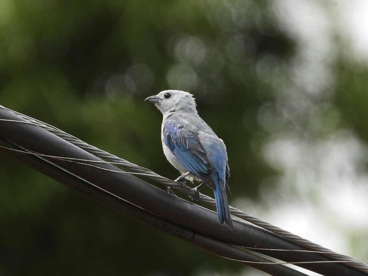 Blue-gray Tanager - ML620662340