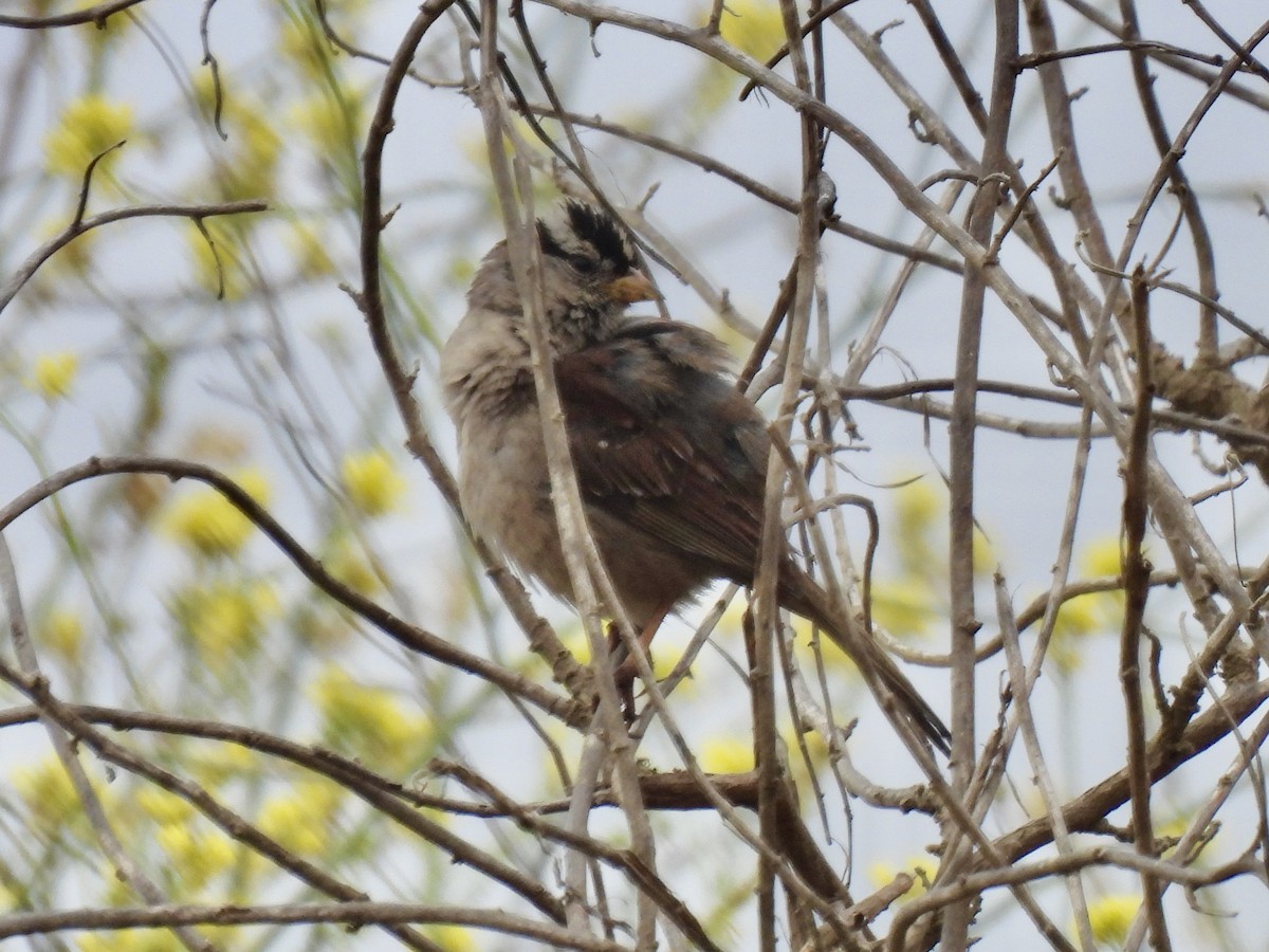 White-crowned Sparrow - ML620662342
