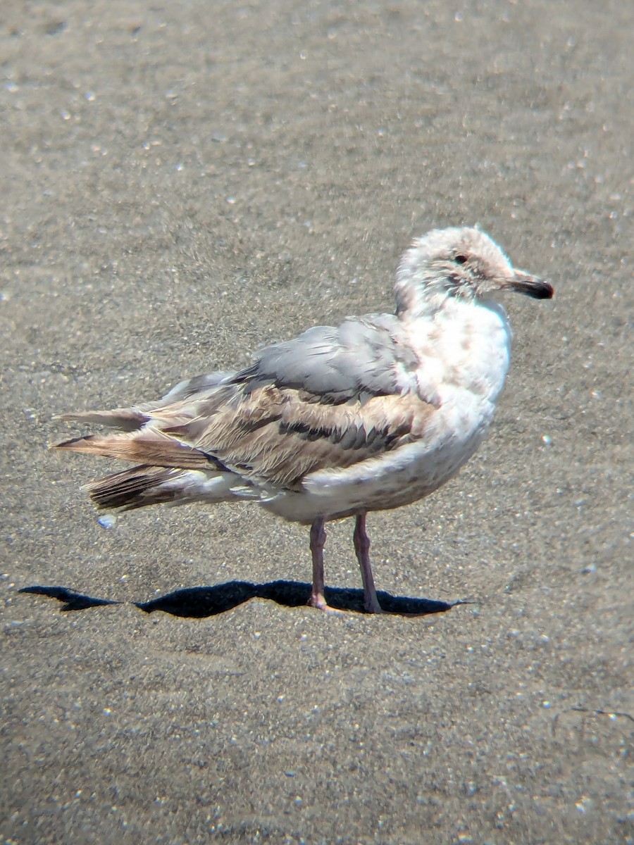 Goéland à ailes grises - ML620662343