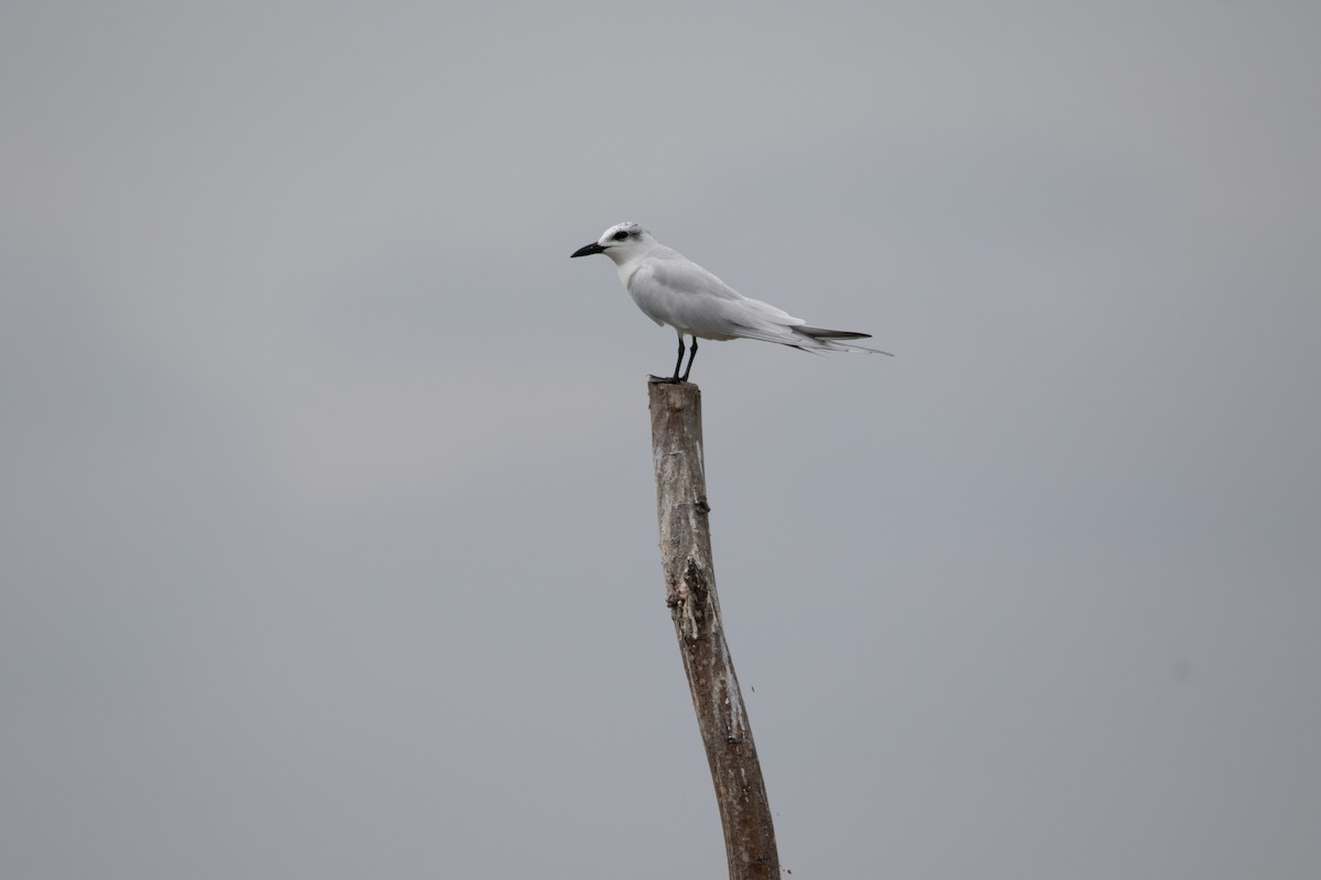Gull-billed Tern - Alex Boas