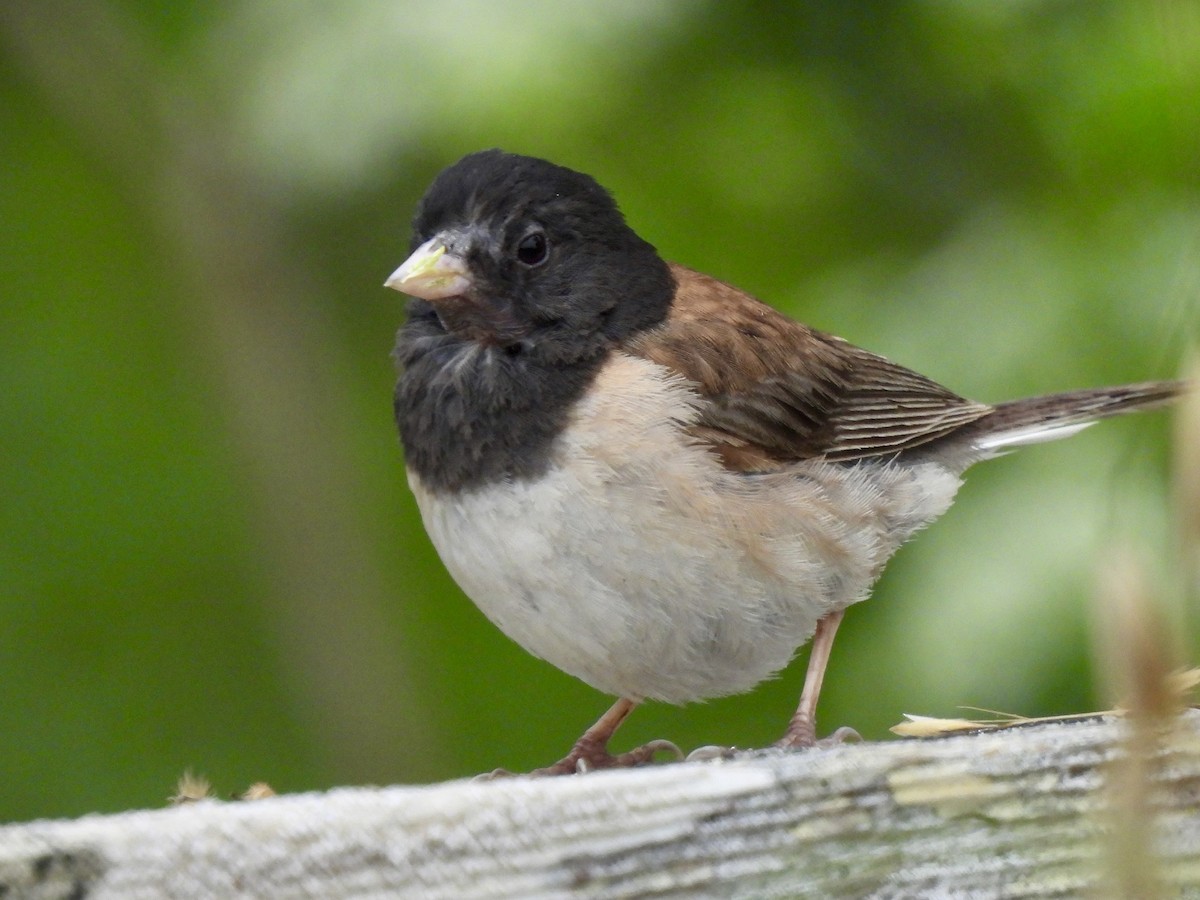 Junco ardoisé - ML620662352