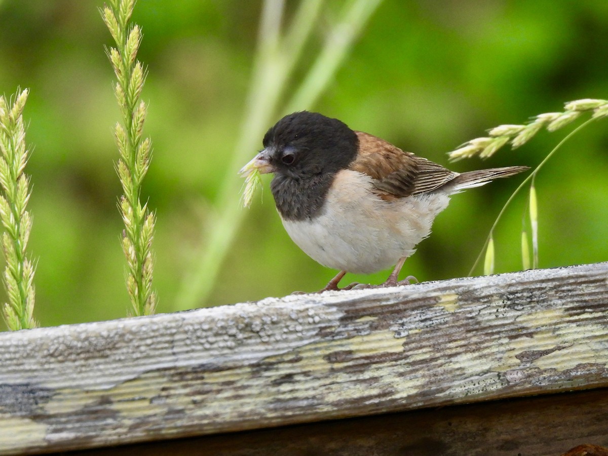 Junco ardoisé - ML620662353