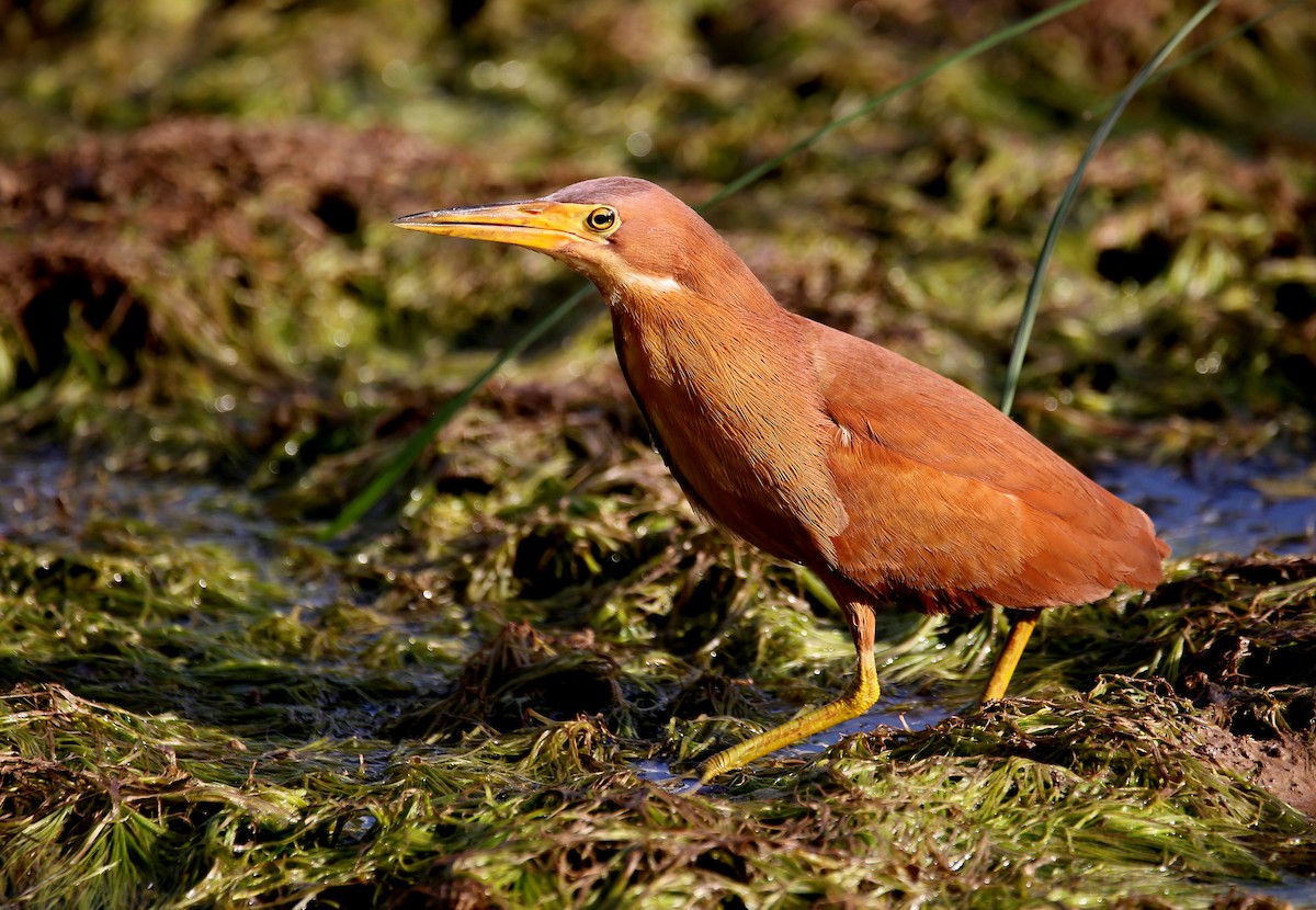 Cinnamon Bittern - ML620662354