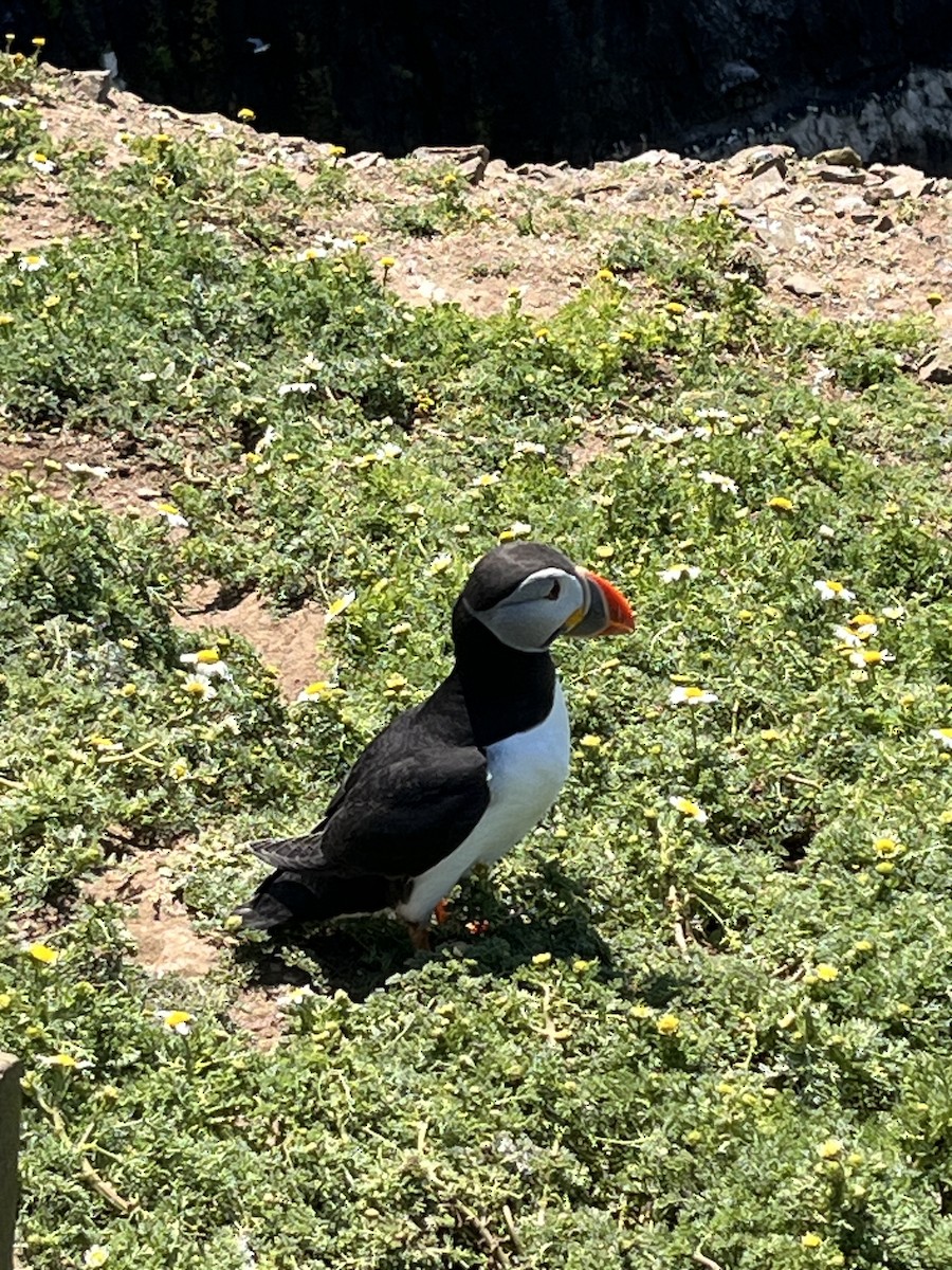 Atlantic Puffin - ML620662355