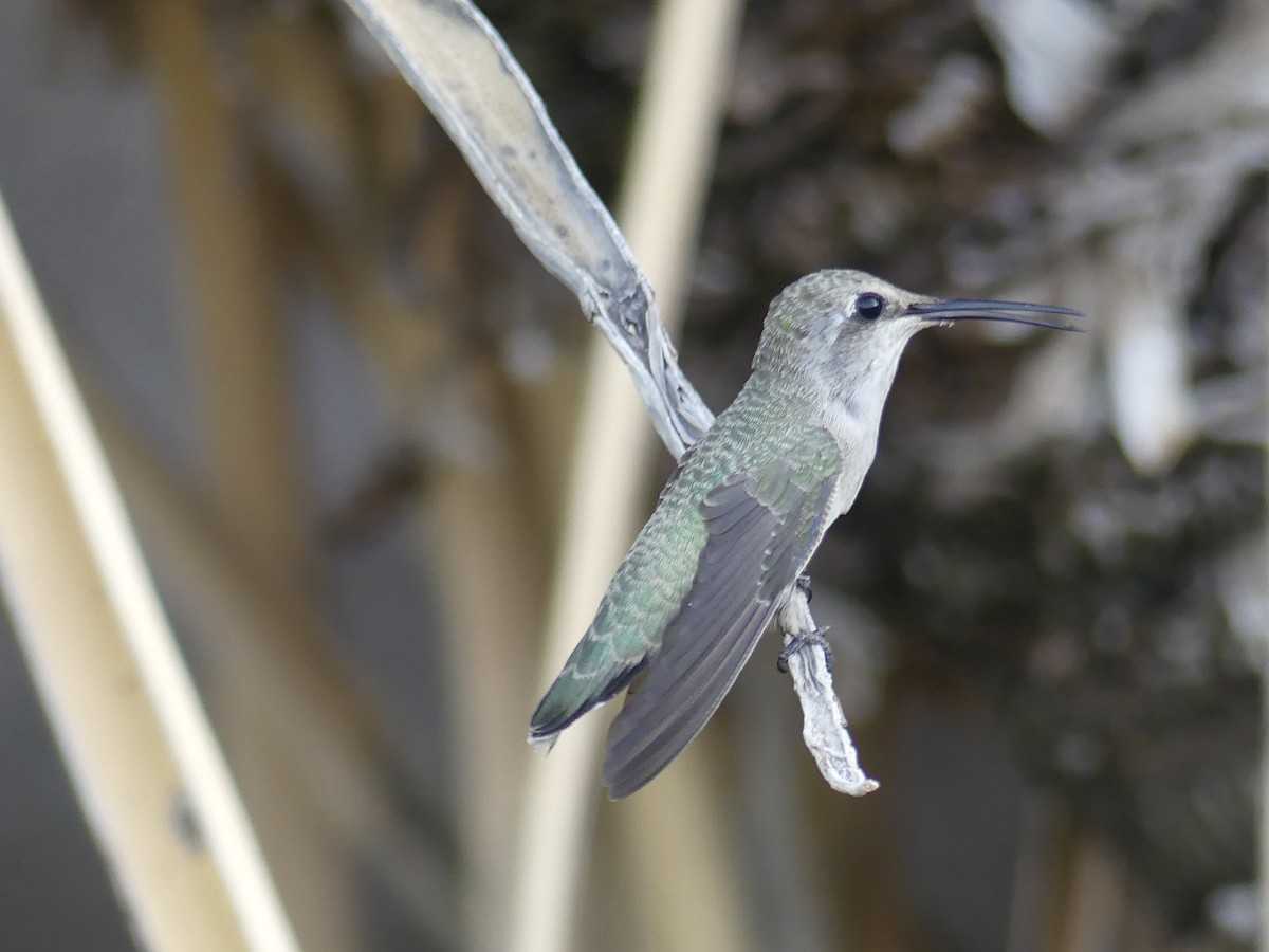 Costa's Hummingbird - ML620662360