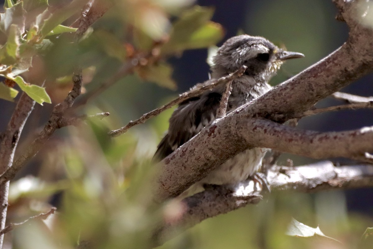 Black-throated Gray Warbler - ML620662362