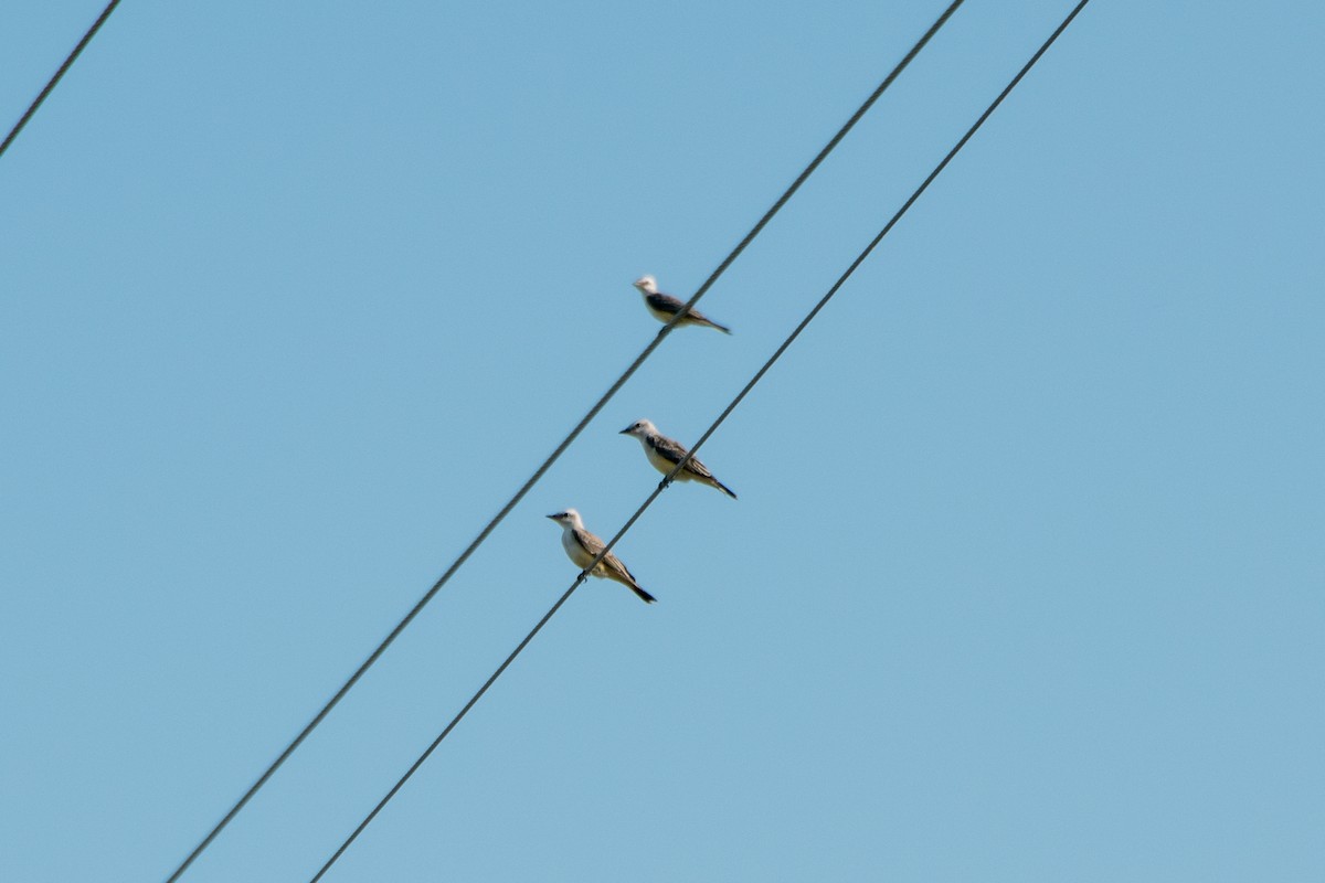 Scissor-tailed Flycatcher - ML620662368