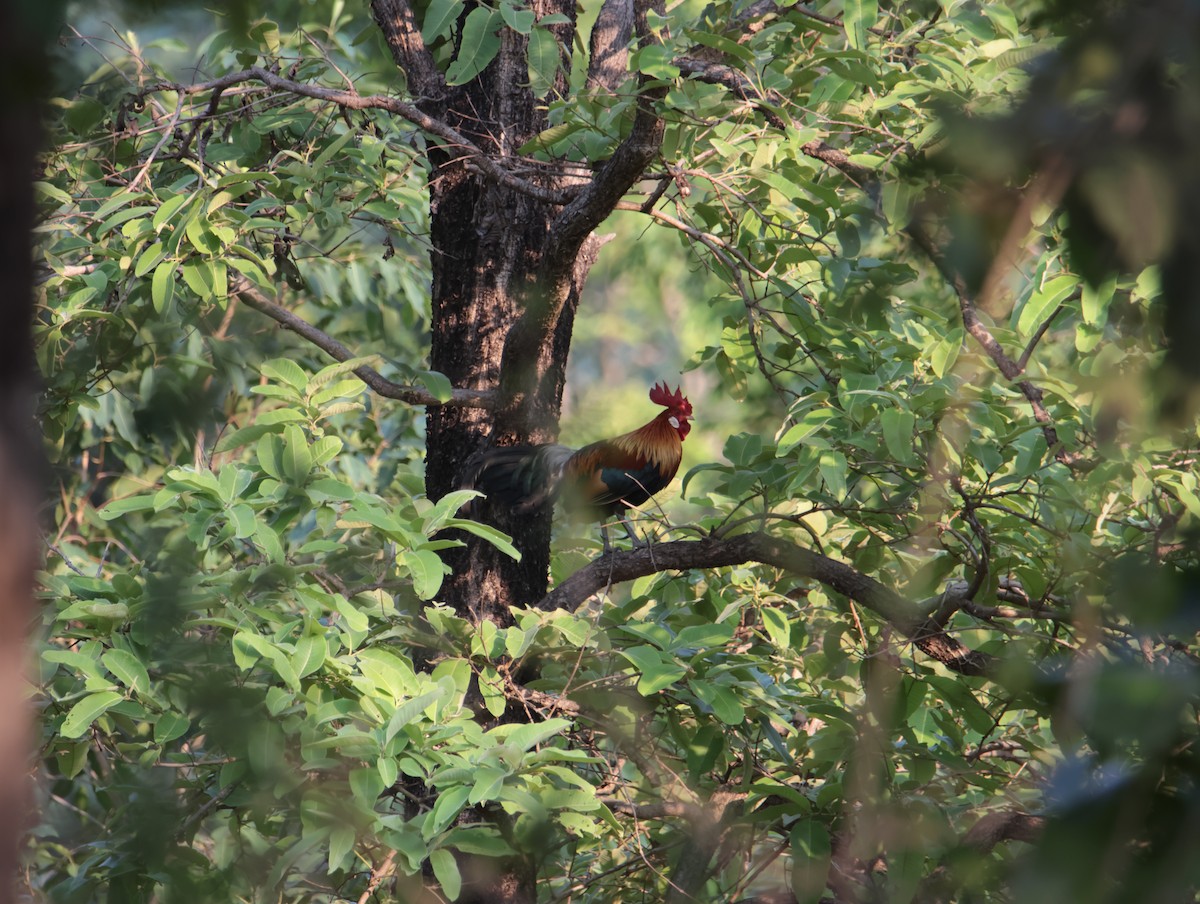 Red Junglefowl - ML620662371