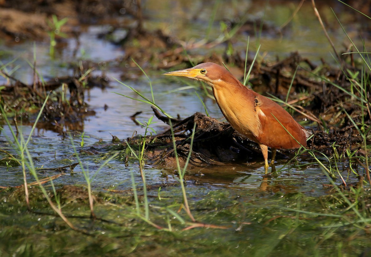 Cinnamon Bittern - ML620662374