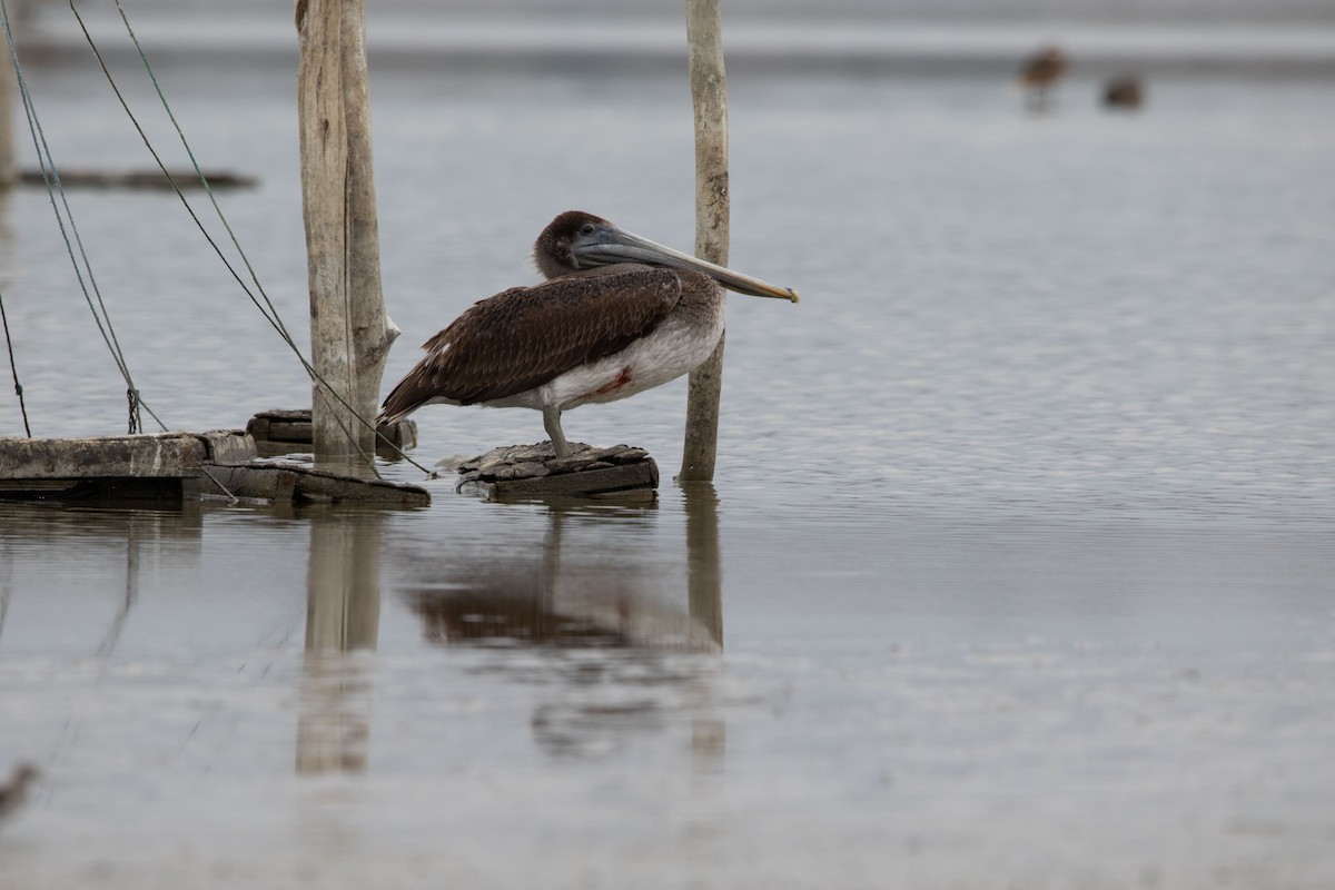 Brown Pelican - ML620662387