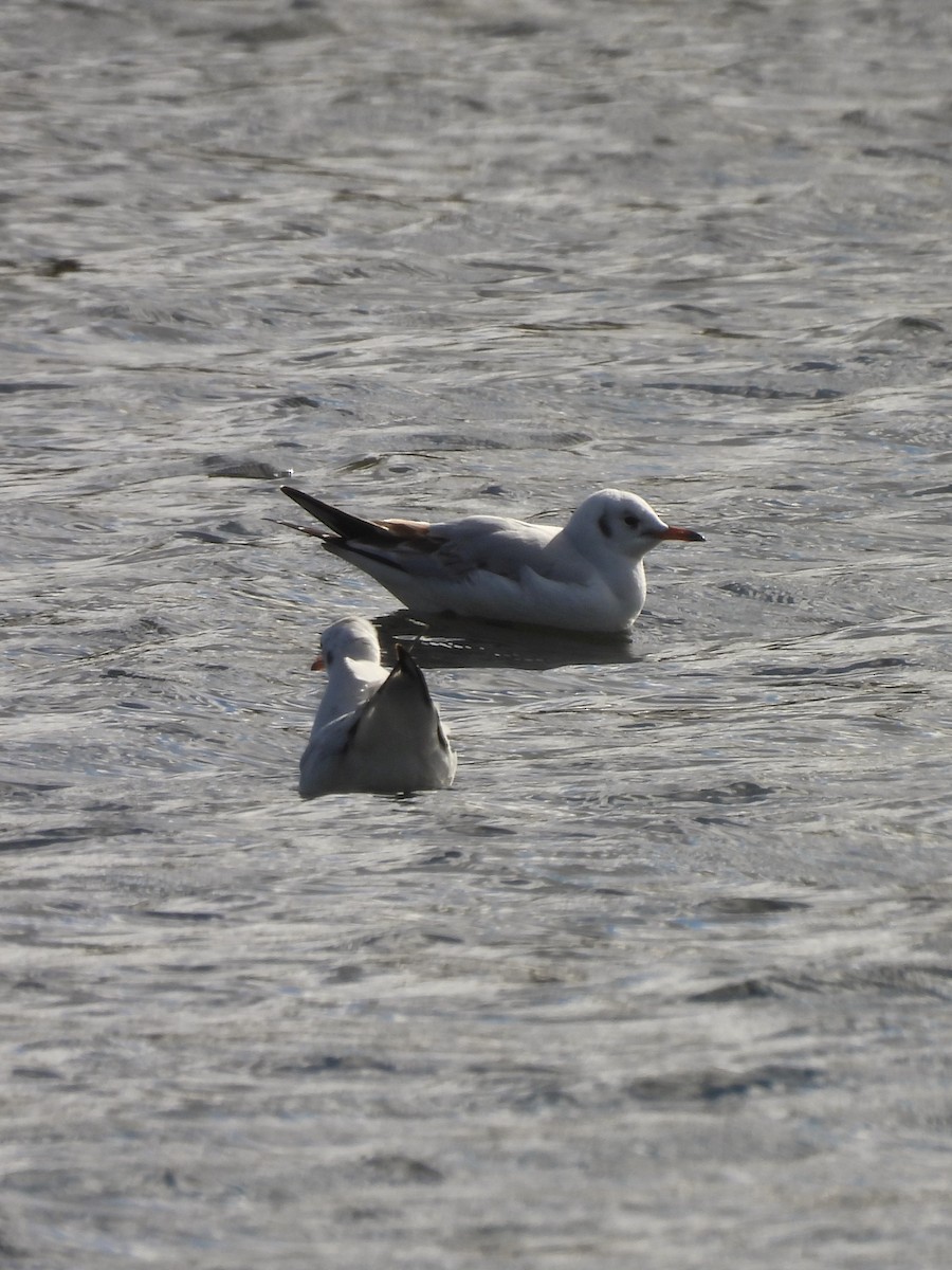 Brown-hooded Gull - ML620662390