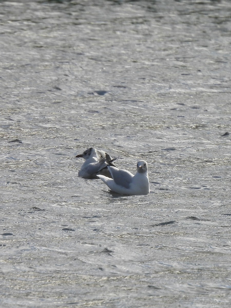 Mouette de Patagonie - ML620662391