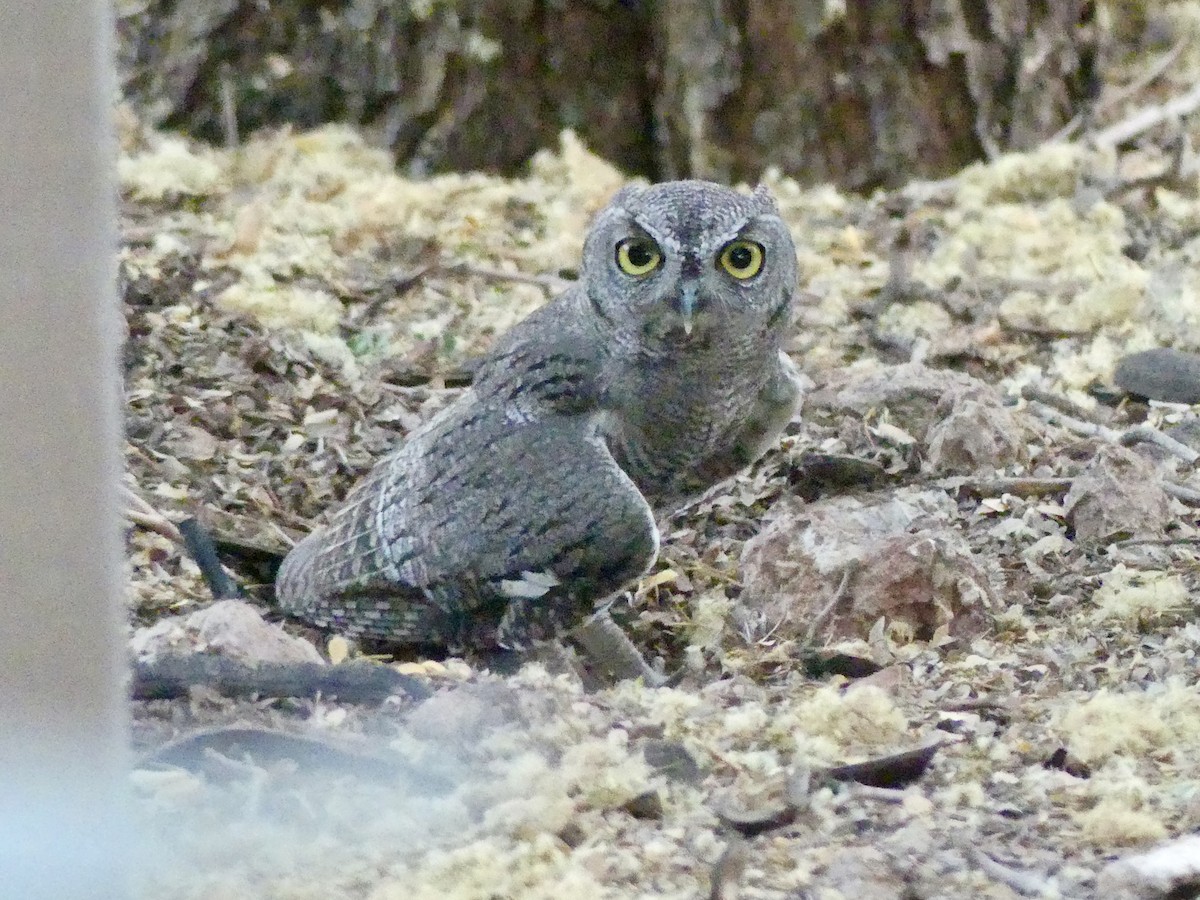 Western Screech-Owl - ML620662403