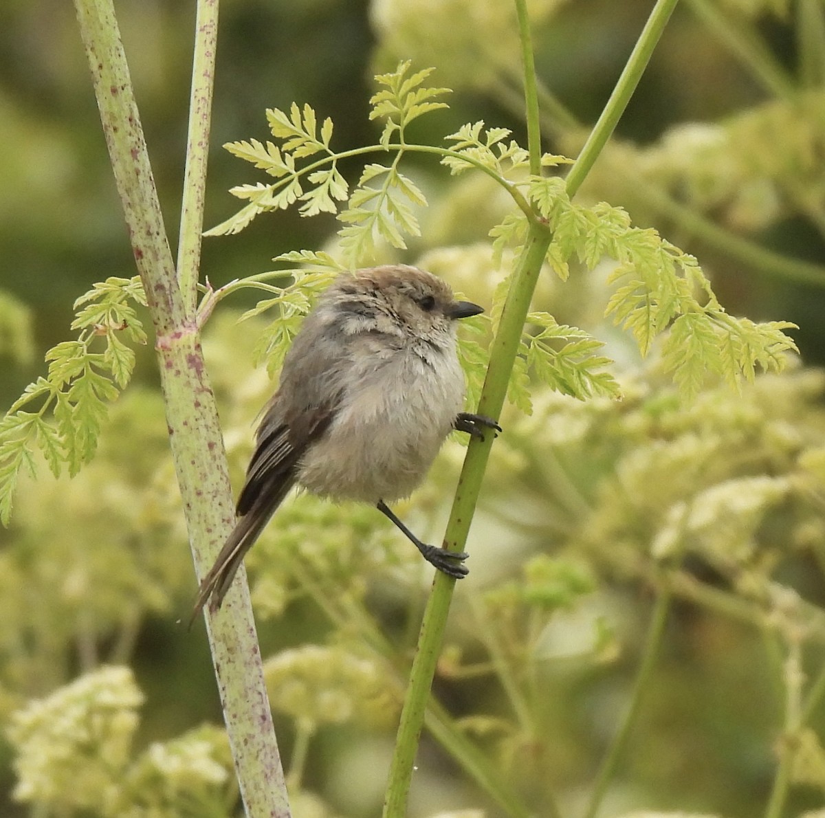 Bushtit - ML620662407