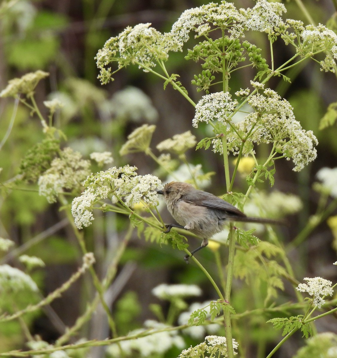 Bushtit - ML620662411