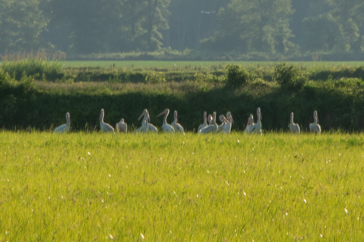 American White Pelican - Dawn S